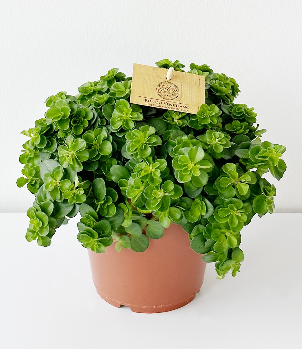 Zwergpfeffer 'Isabelle'