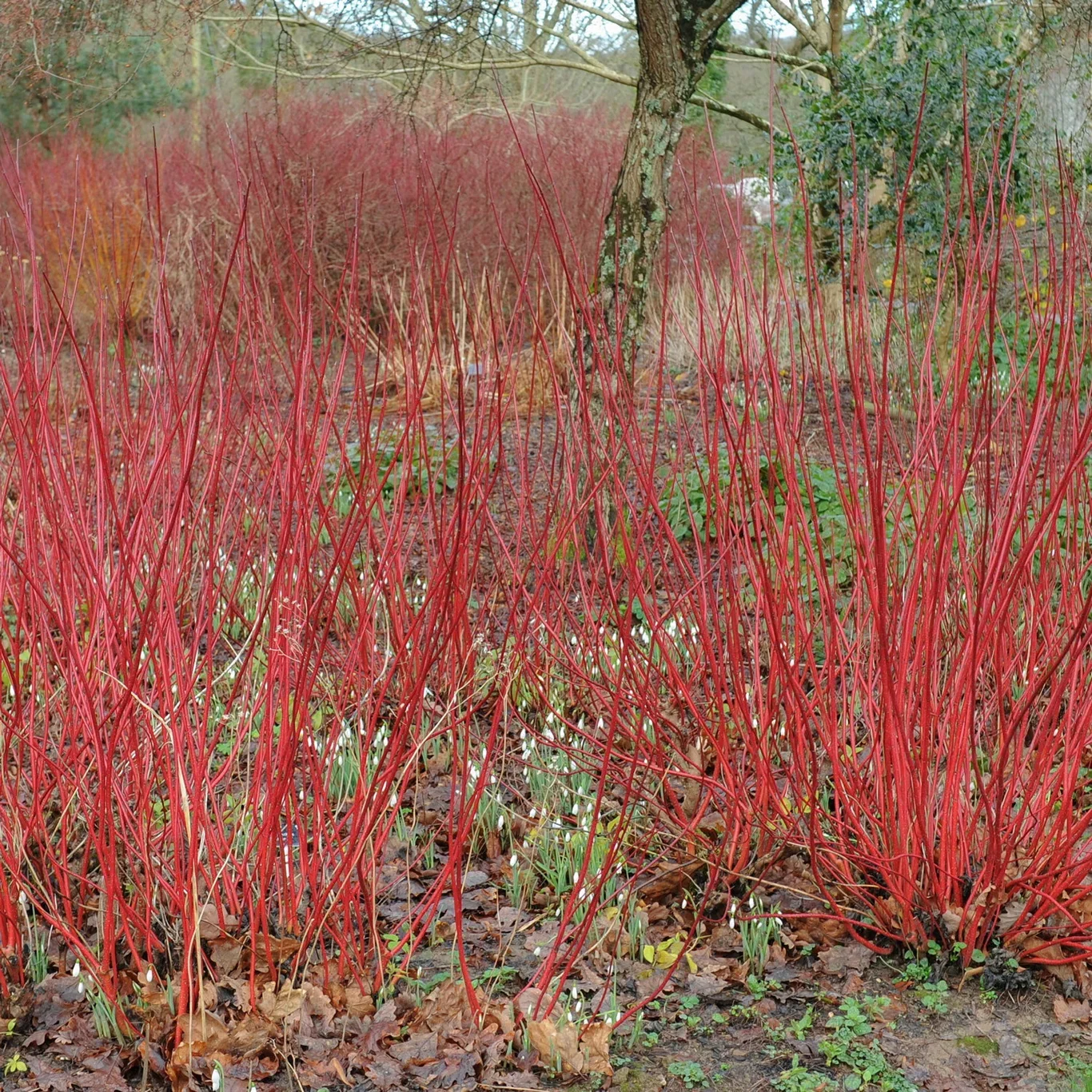 Cornus alba 'Sibirica' Cornus Alba 'Sibirica' i 4,5 liters potte Ø22 cm