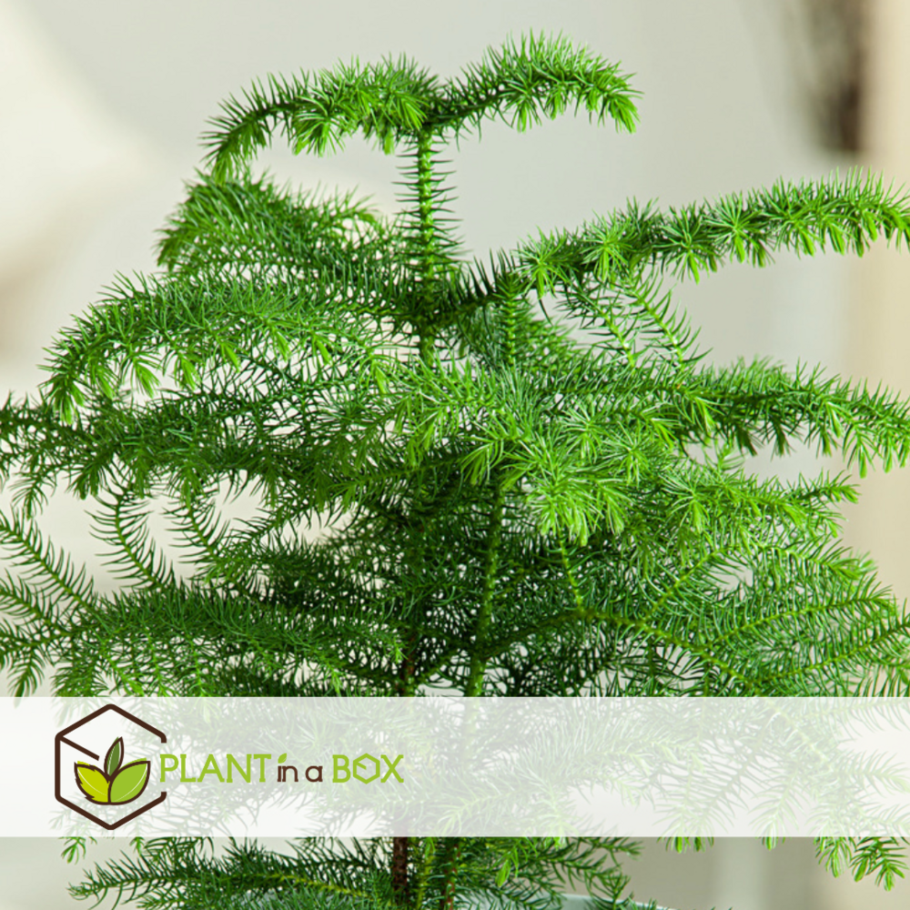 Araucaria heterophylla - pin de norfolk - pot 14cm - hauteur 45-55cm