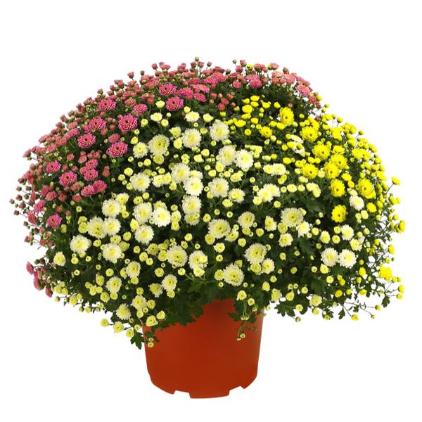 Garten Chrysanthemen-Trio