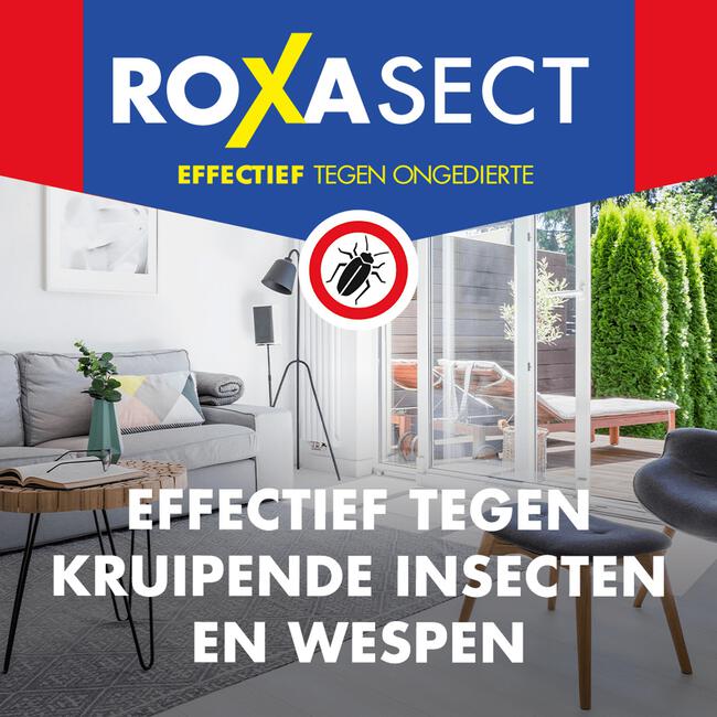 Roxasect Spuitbus Kruipende Insecten en Wespen 400 ML
