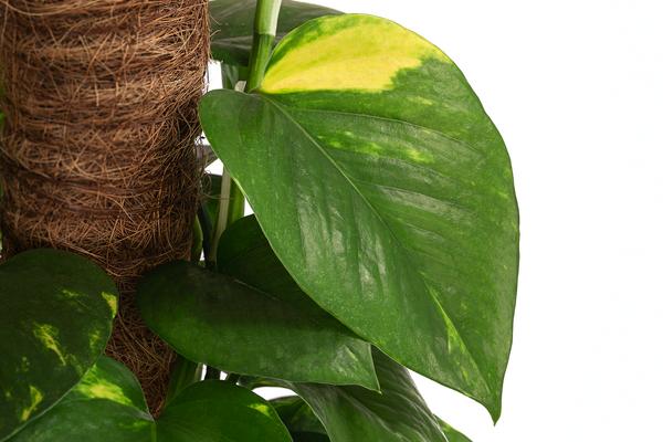 Efeutute - Epipremnum aureum 'Torro' am