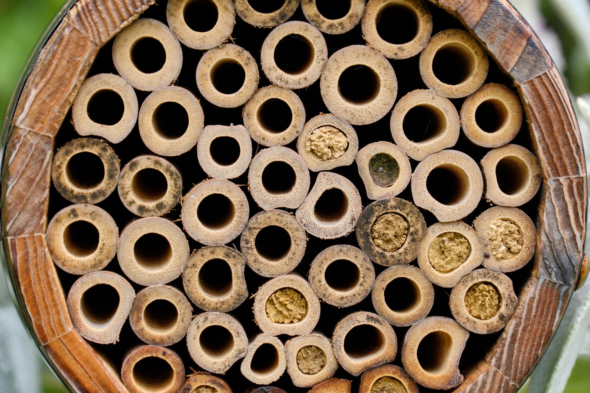 Abri pour abeilles pollinisatrices - tonneau