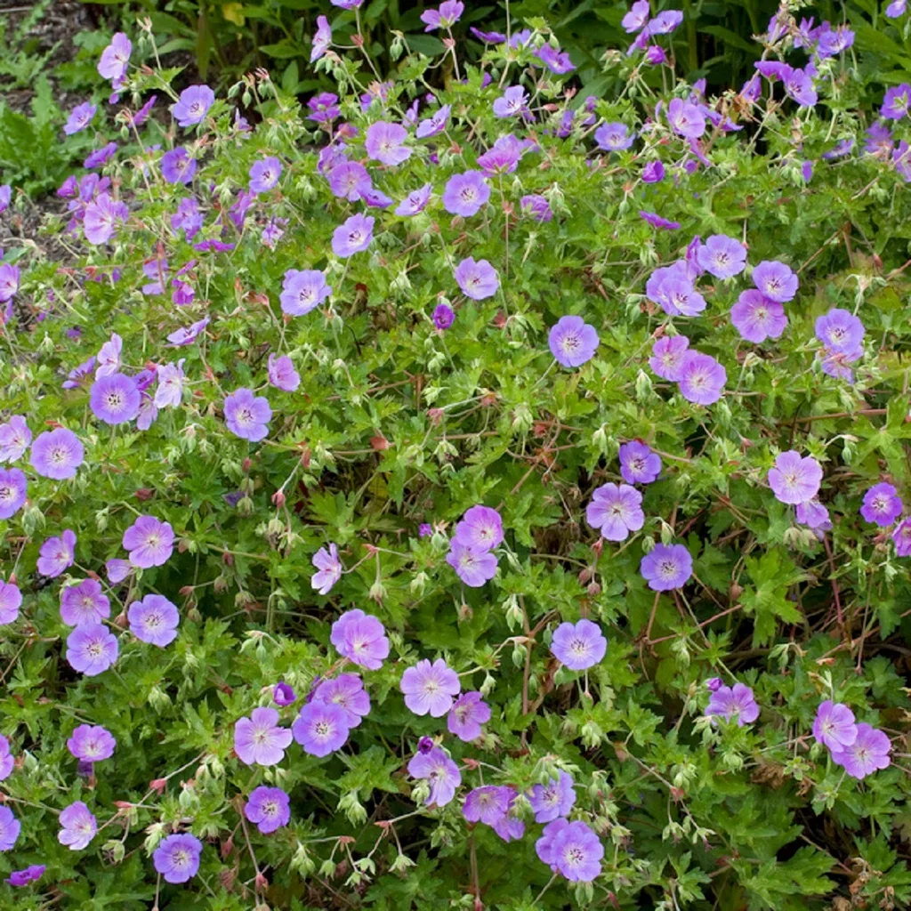 Geranium ROZANNE ('Gerwat') Storkenebb ROZANNE Ø11 cm