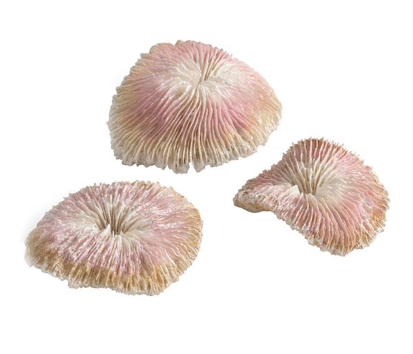 biOrb® Aquariumdeko Plattenkorallen, 3er-Set