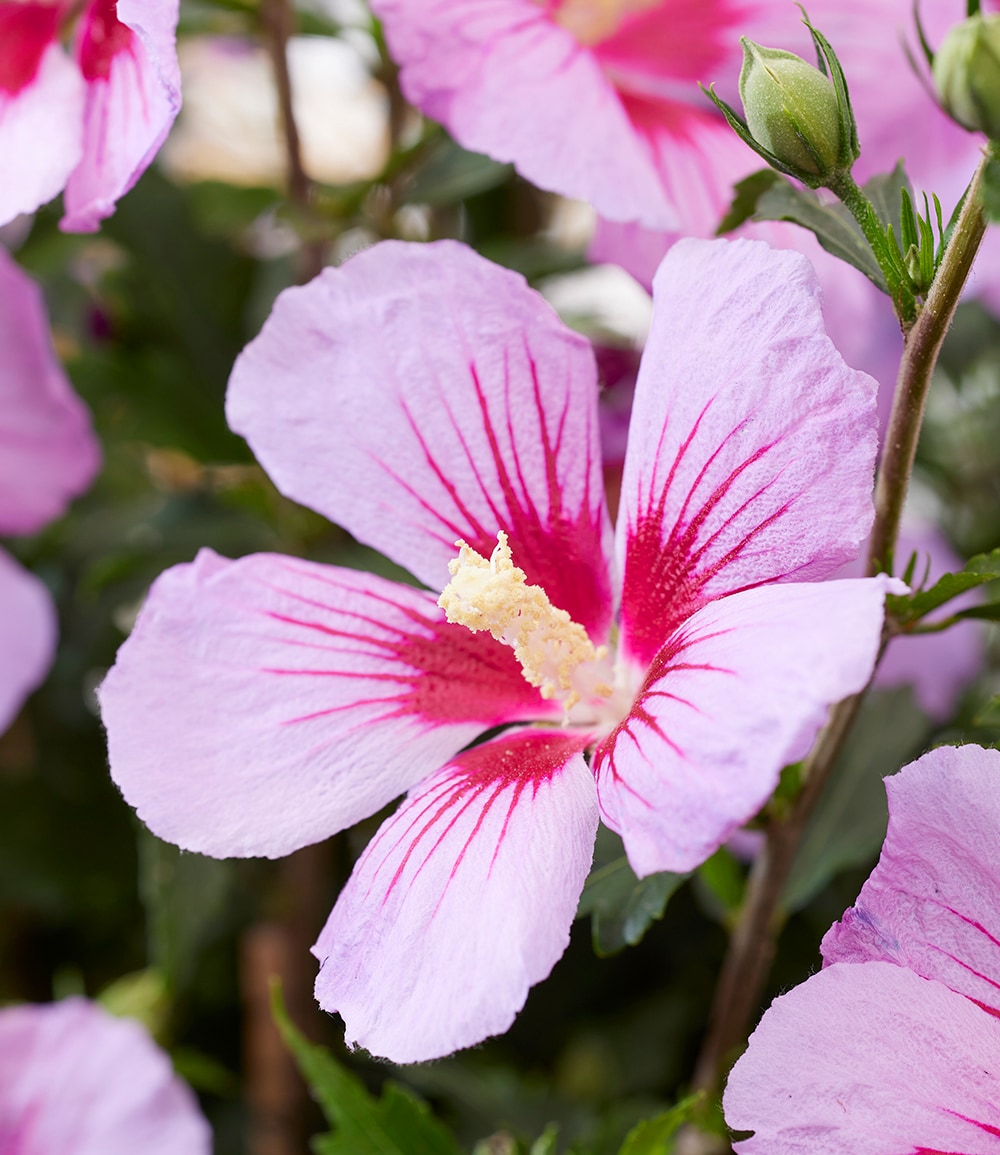 Zwerg-Hibiskus 'Little Legends Pink®'