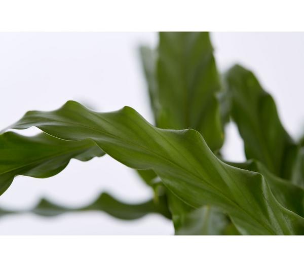 Korbmarante - Calathea 'Bluegrass'