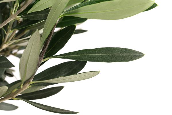 Olive, Stämmchen
