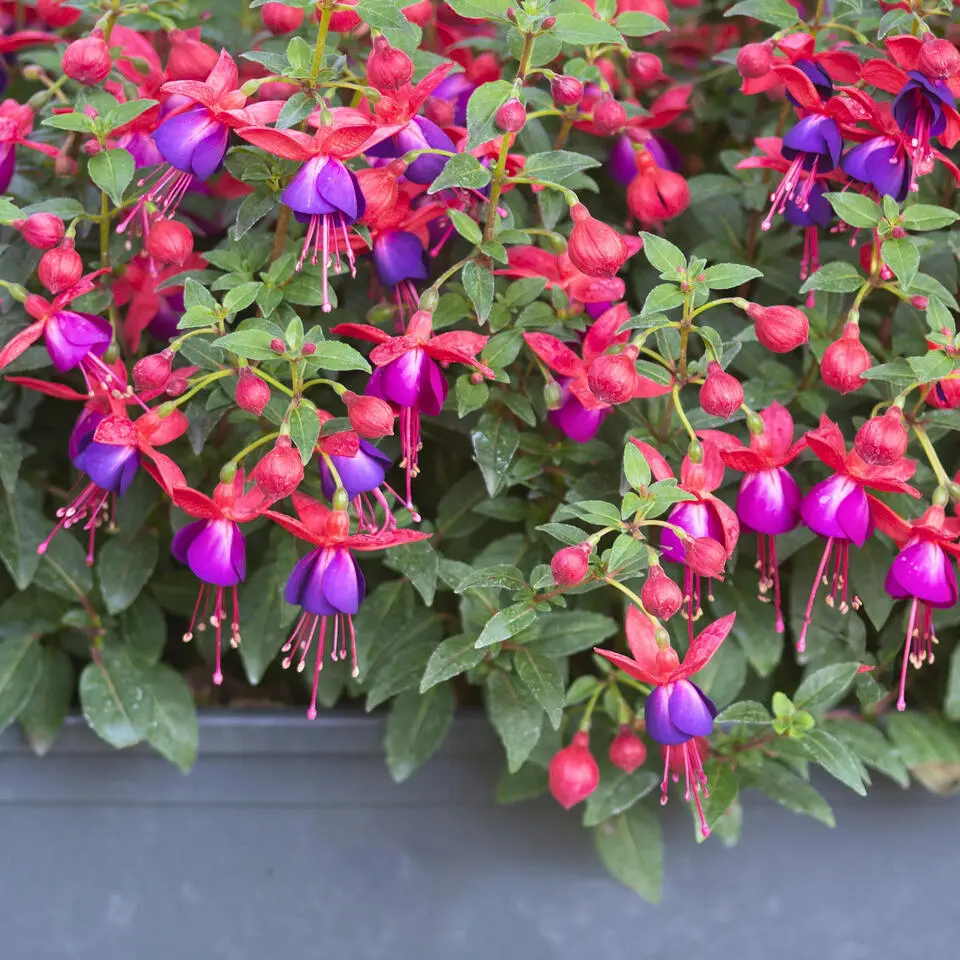 Bellenplant - Set van 6 - Fuchsia magellanica - Hoogte 10-20cm - ⌀9cm