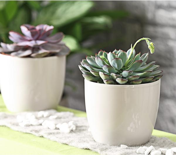 Echeverie - Echeveria pulidonis