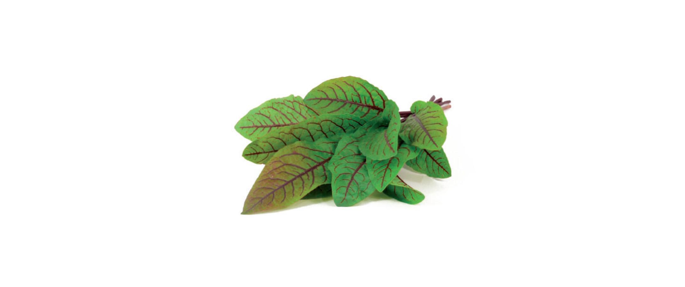 Samen SauerkleeNachfüllpackung zum Smart Herb Garden