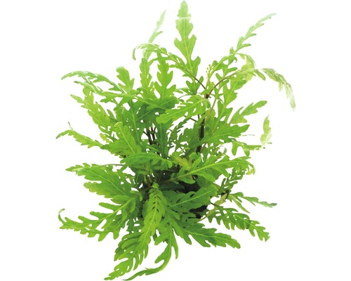 Geveerd waterpest - Hygrophila pinnatifida