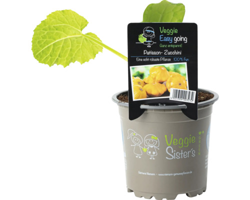 Courgette voor balkon FloraSelf pot Ø 10,5 cm