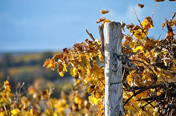 Weinbergwanderung Essenheim