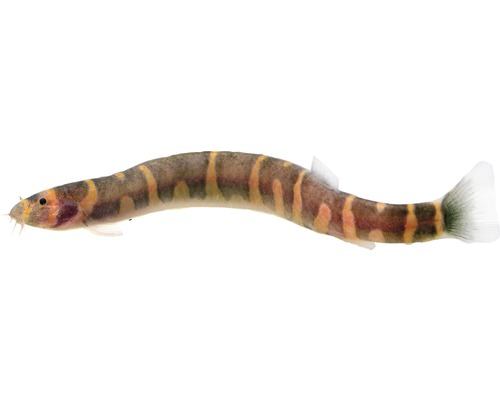 Gemeenschappelijke Kuhli-vis - Acanthophthalmus kuhli