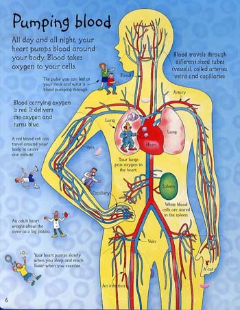 See Inside Your Body - See Inside (Board book)