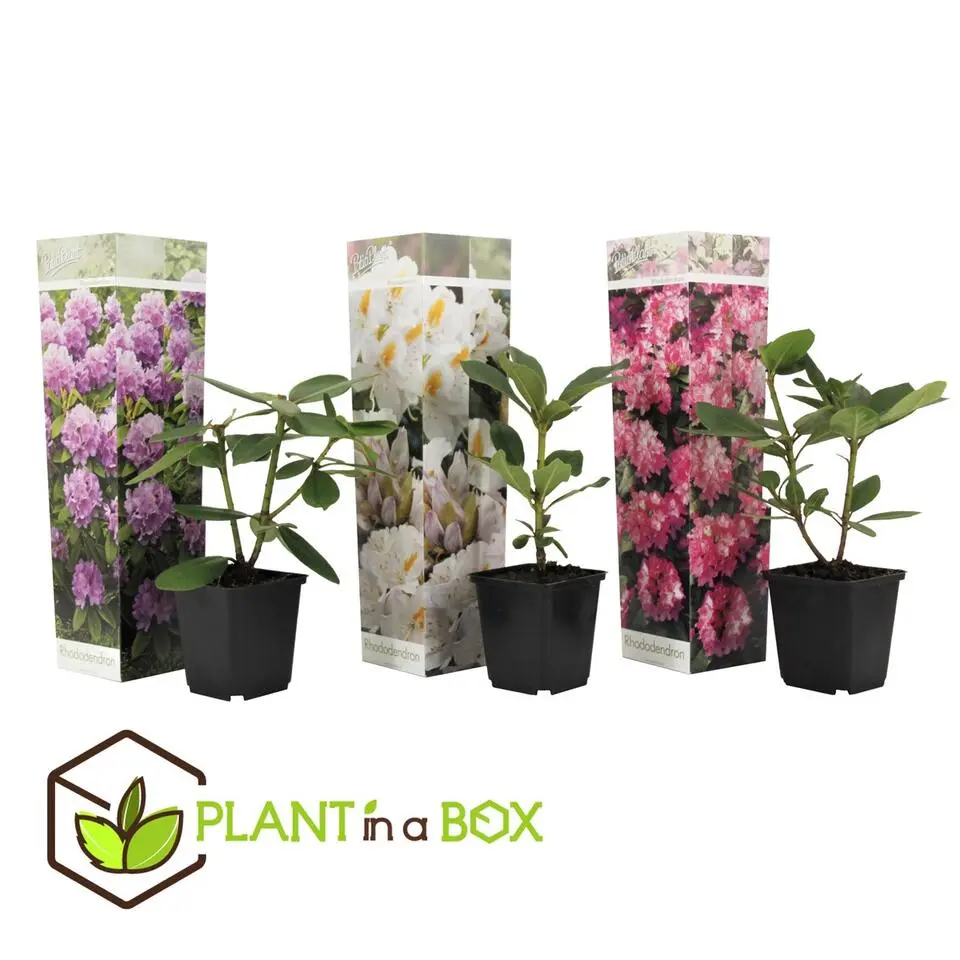 Rhododendrons - Set van 3 - Rhododendron catawbiense - Hoogte 25-40cm - ⌀9cm