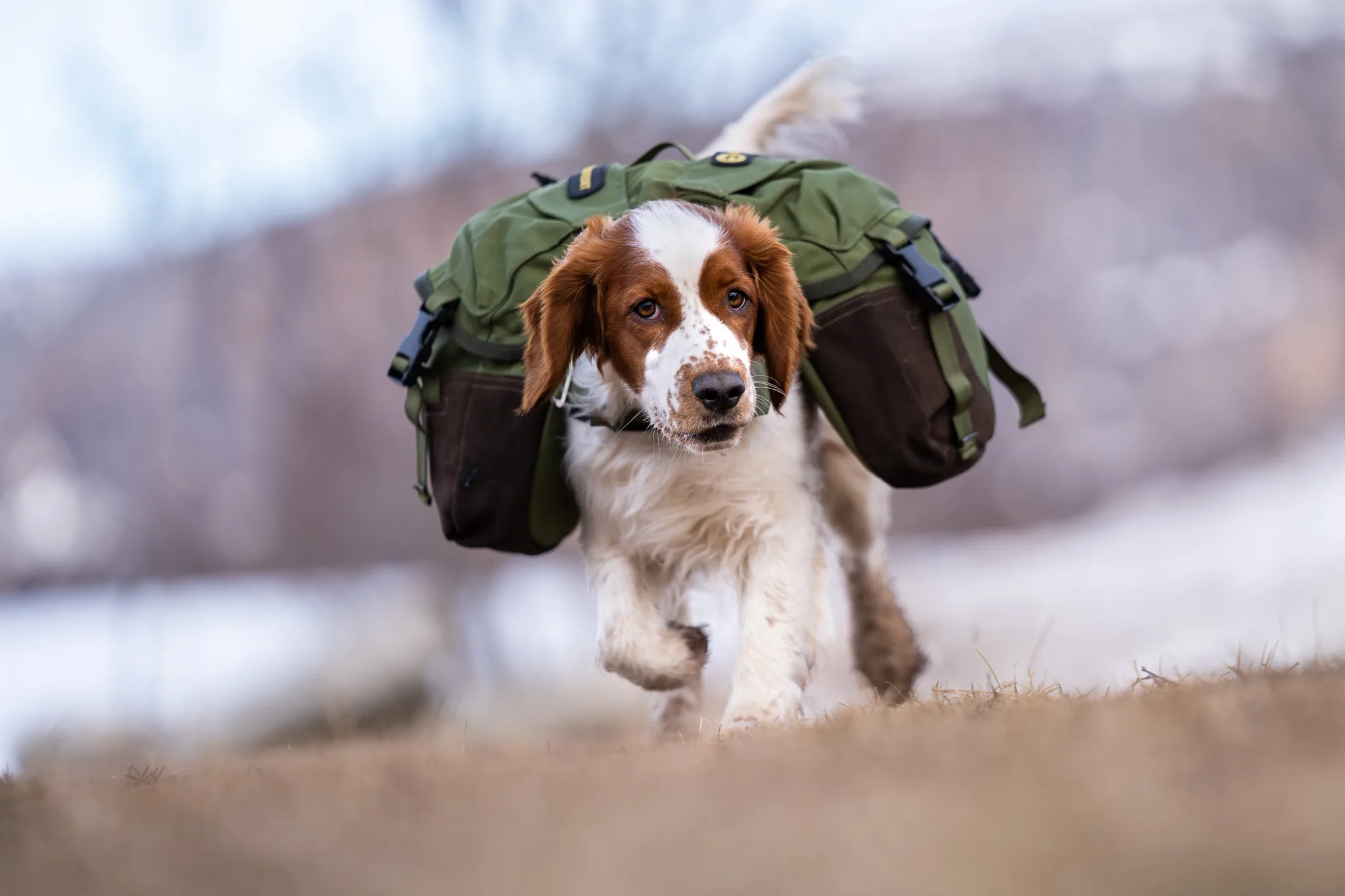 Seleverkstedet Togo hundekløv Grønn/brun XS