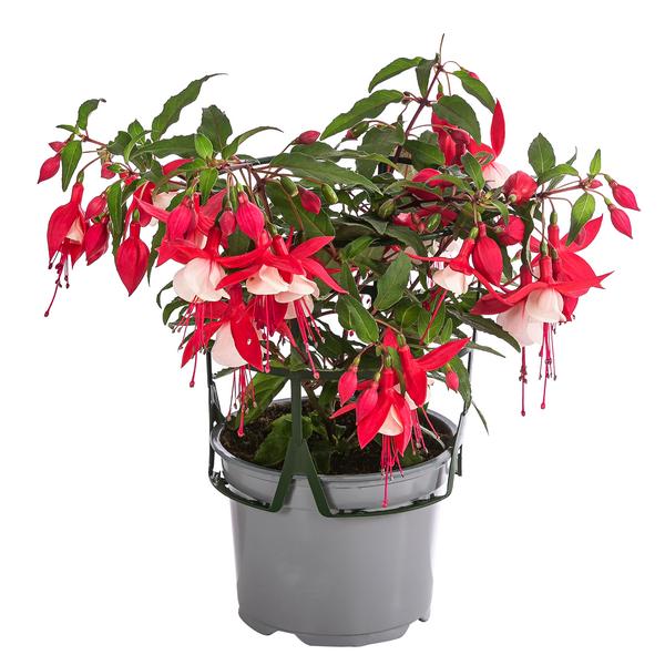 Fuchsie, hängend, verschiedene Sorten