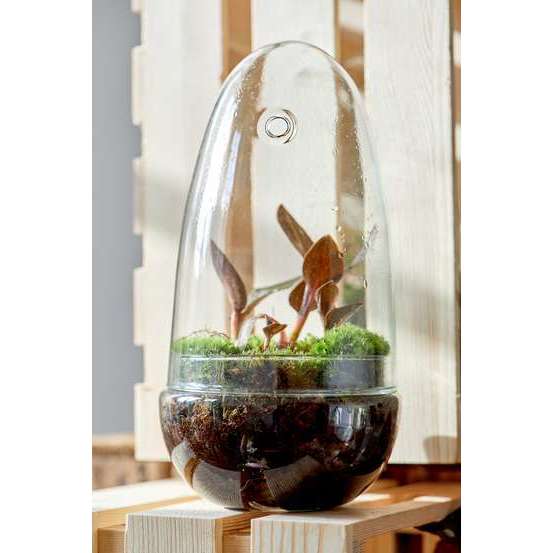 Orchidée Ludisia en terrarium D13cm