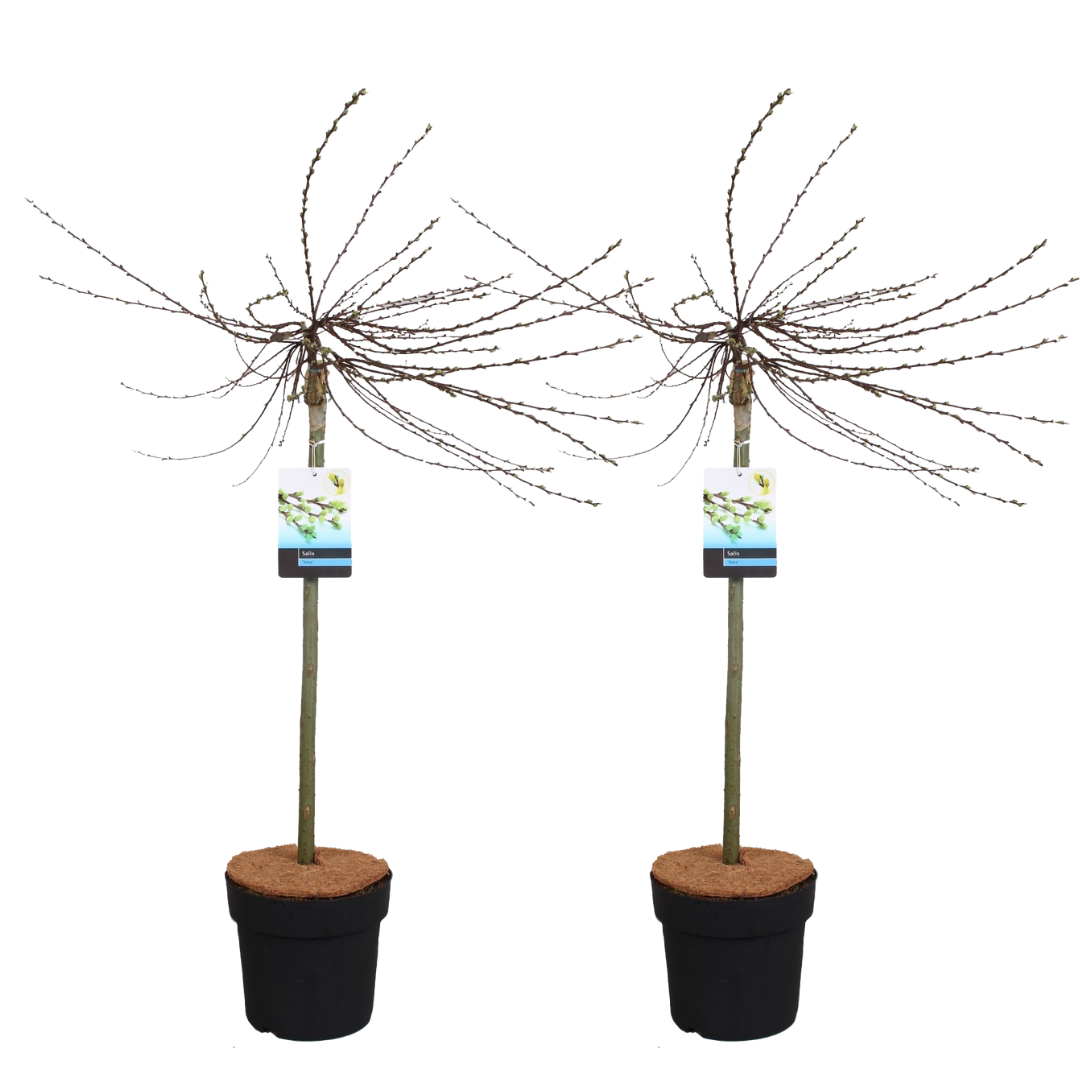 Salix repens 'iona' - saule nain - arbre - ⌀19 cm - hauteur 80-90 cm
