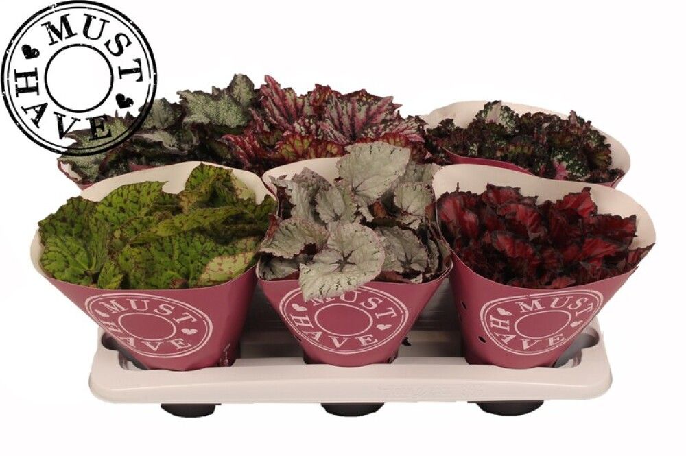 BEGONIA BLAD BELEAF MIX 13CM