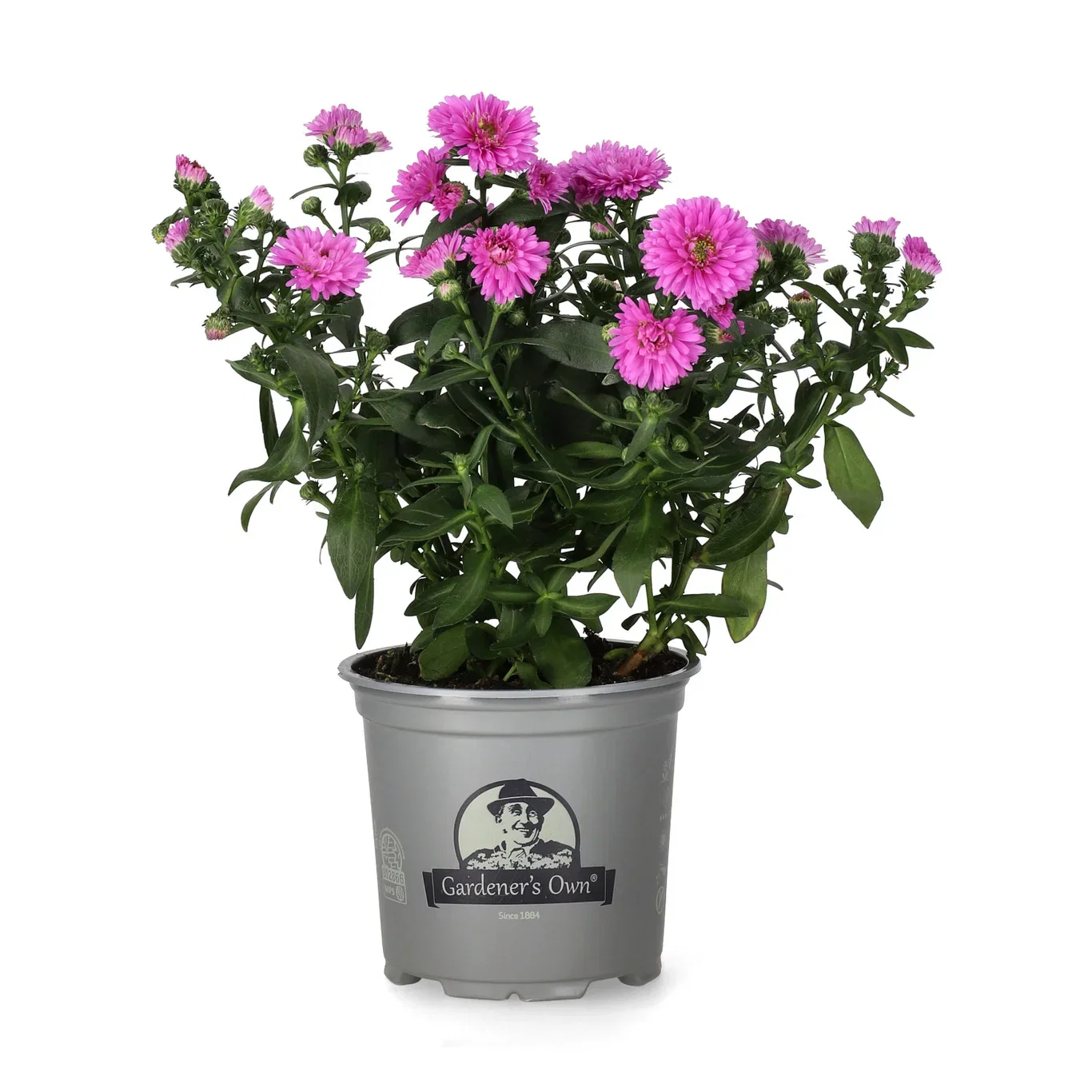 Symphyotrichum novi-belgii Aster Ø10,5 cm