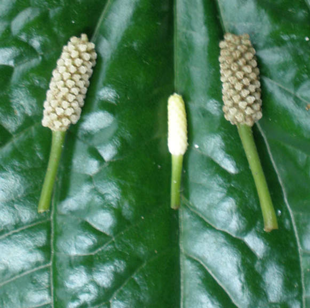 Piper sarmentosum (poivre betel sauvage) blanc - taille pot de 1 litre ? 15/30 cm