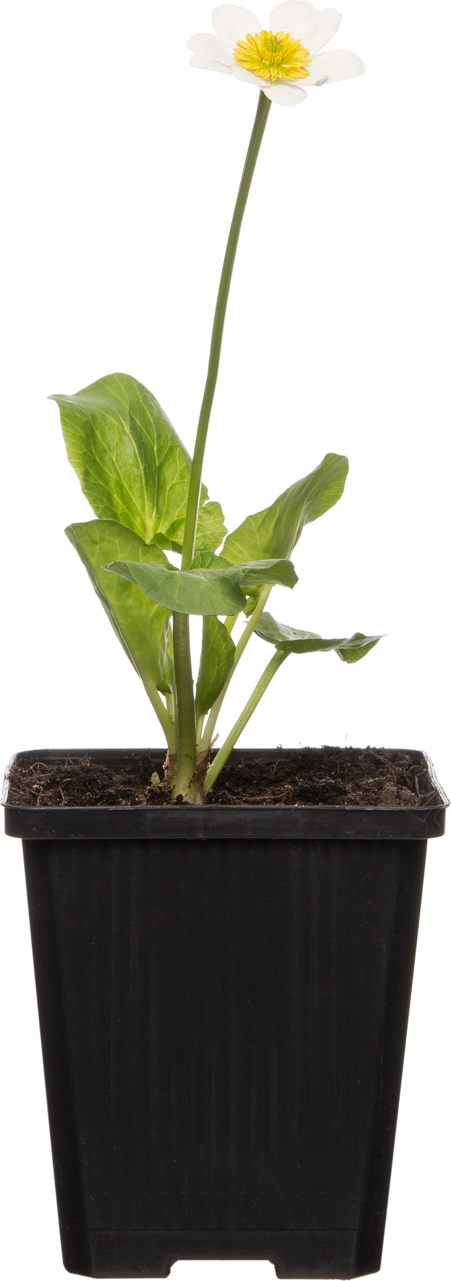Witte dotterbloem (Caltha palustris 'Alba) D 9 H 20 cm