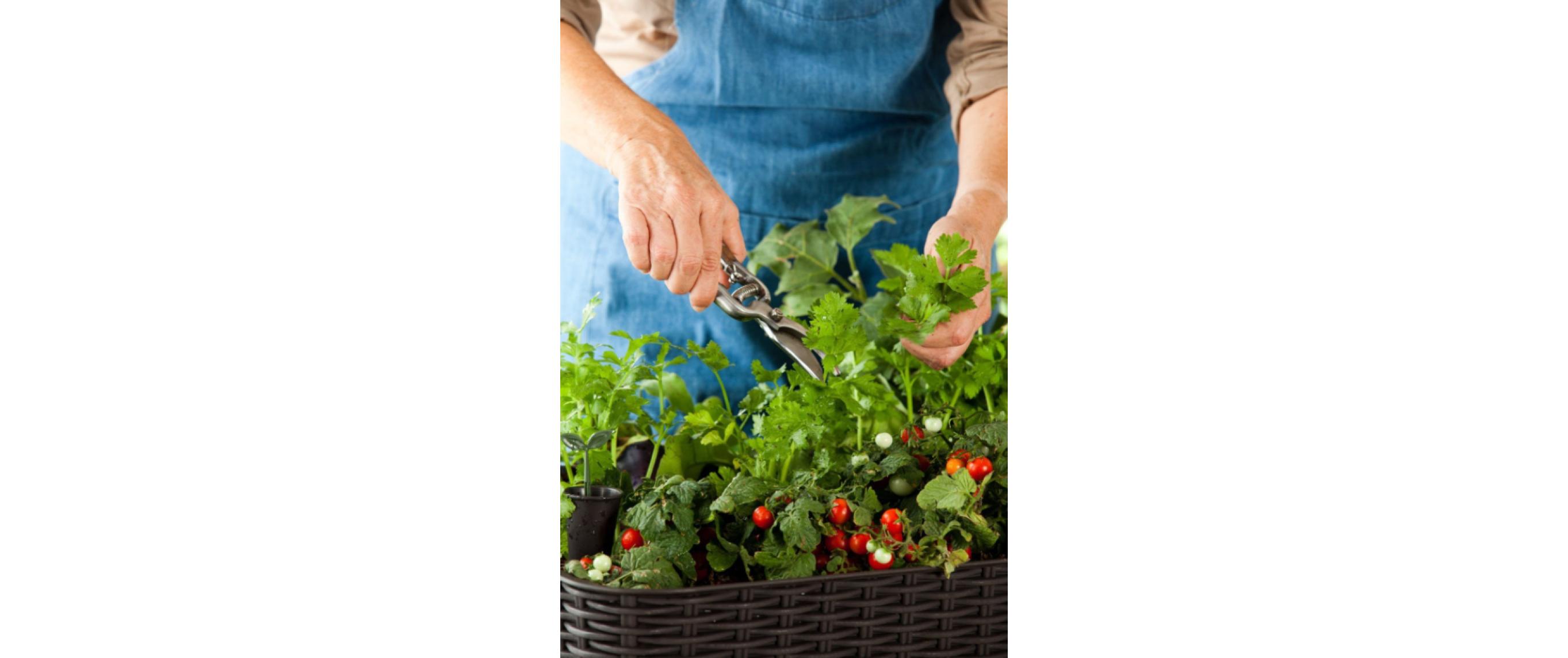 Hochbeet Easy Growing Anthrazit<br>Pflanztrog, braun