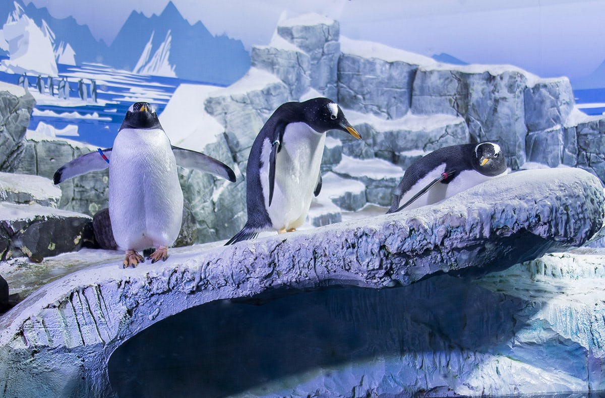 Sea Life Konstanz (1 EW   1 Kleinkind)