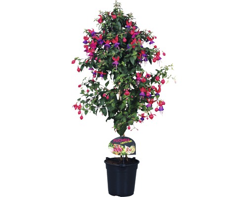 Fuchsia standaard (FloraSelf Fuchsia cultivars) H 35-50 cm Ø 18 cm pot