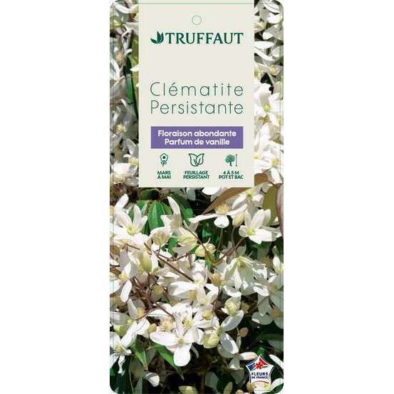 Clematis armandii: ctr de 3 Litres