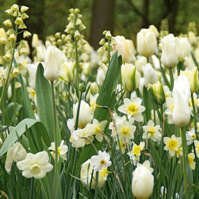 Blumenzwiebeln Weiße Blumenzwiebelmischung