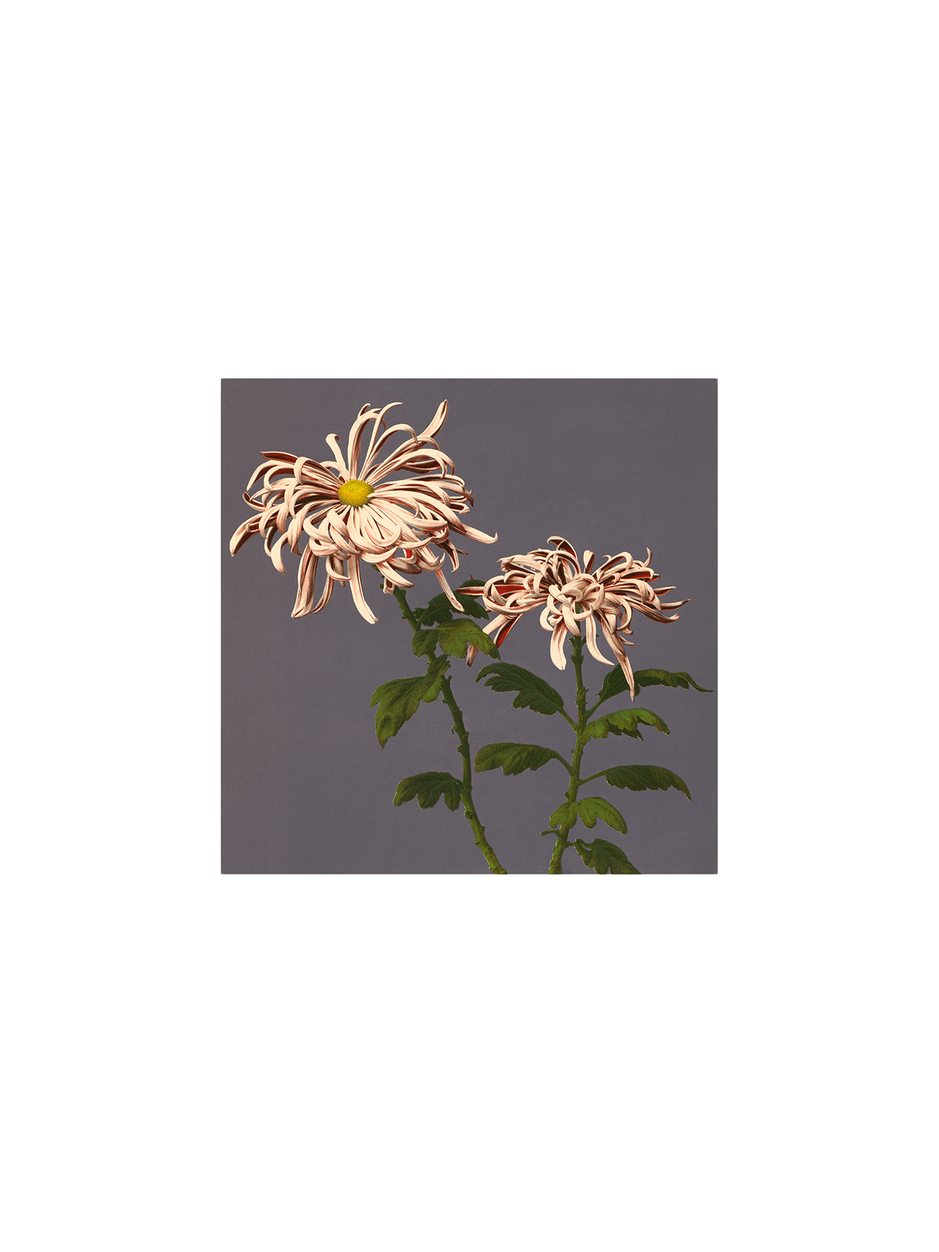 Plakat 24 x 24 | Papir. 24 x 24 cm.  | Multi | The Dybdahl Co.