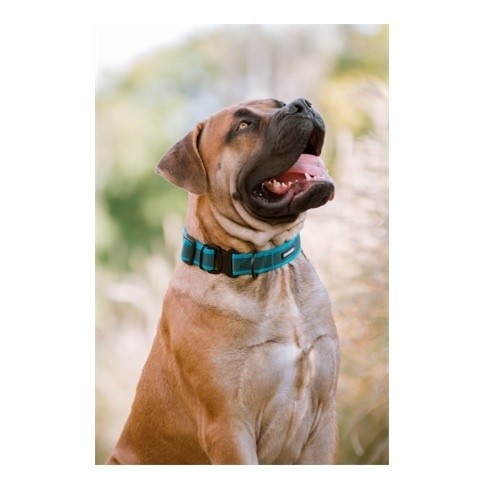 Coleira ajustável APEX DOG GEAR com fecho de metal turquesa para cães