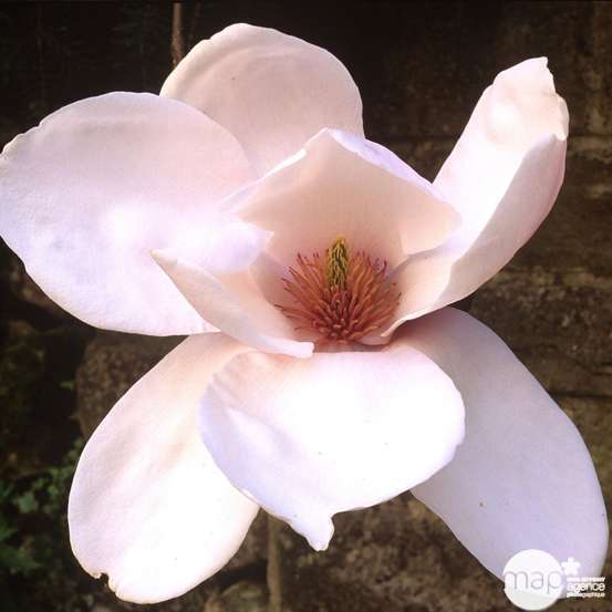 Primevères en jardinière de 40cm couleur - Coloris variables