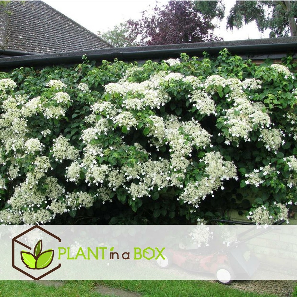 Hortensia petiolaris - set de 6 - hortensia grimpant - pot 9cm - hauteur 25-40cm