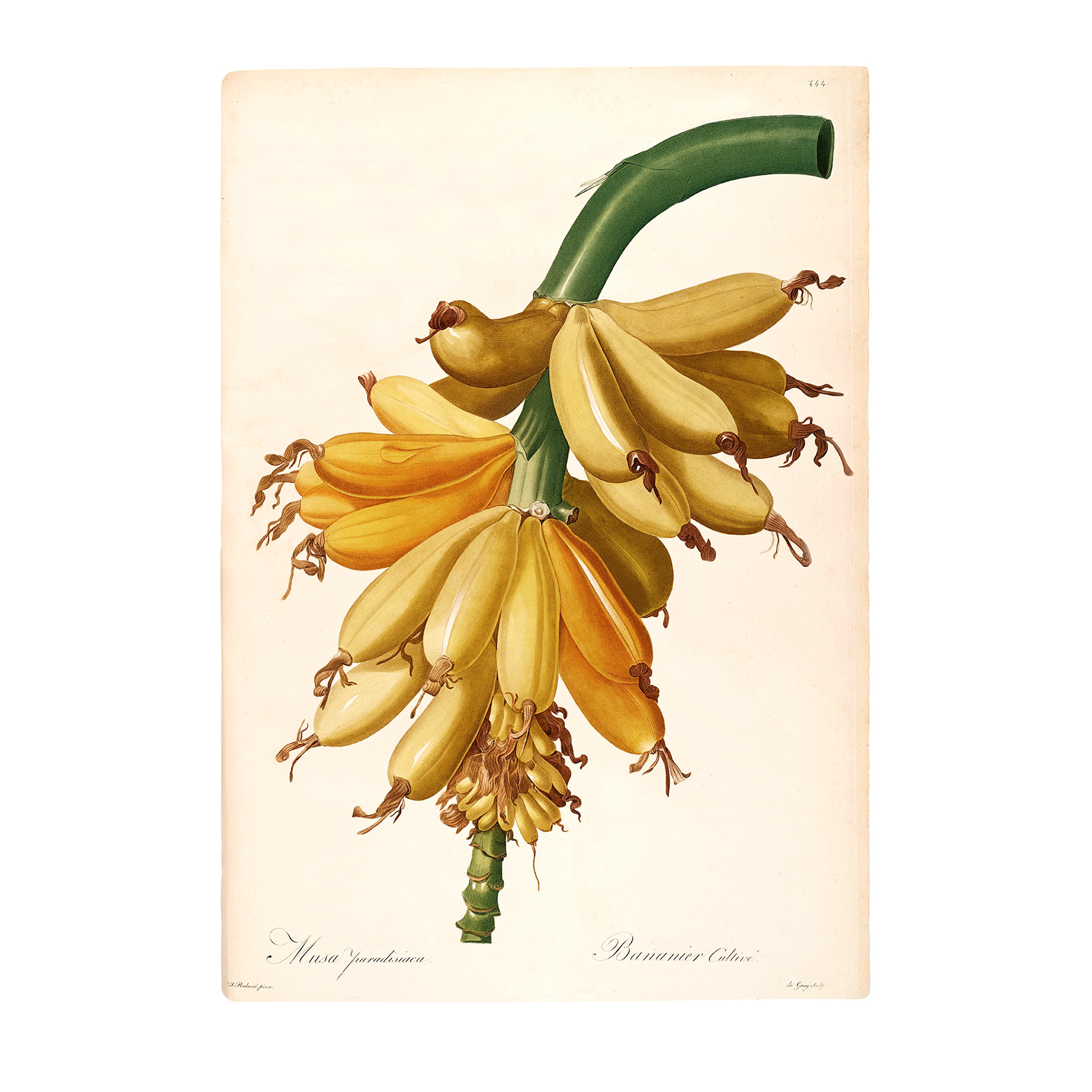 Wandbild PLANTAINS - grün-gelb - 50x70 cm