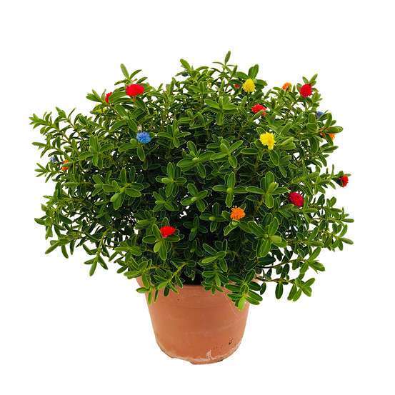 Myrte décorée pot diamètre 15/16 cm