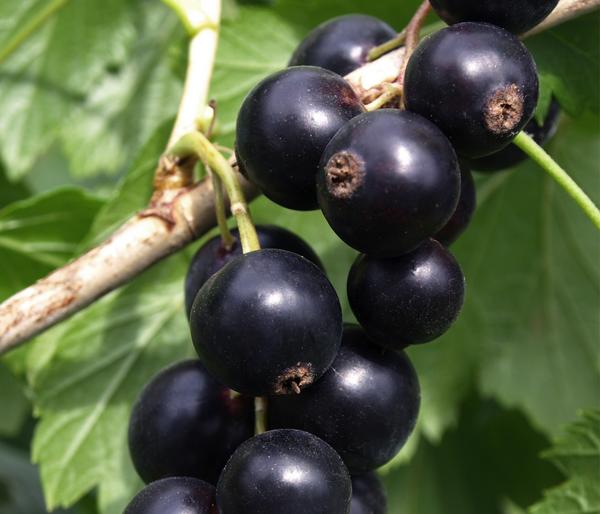 Bio Schwarze Johannisbeere 'Low Little Black