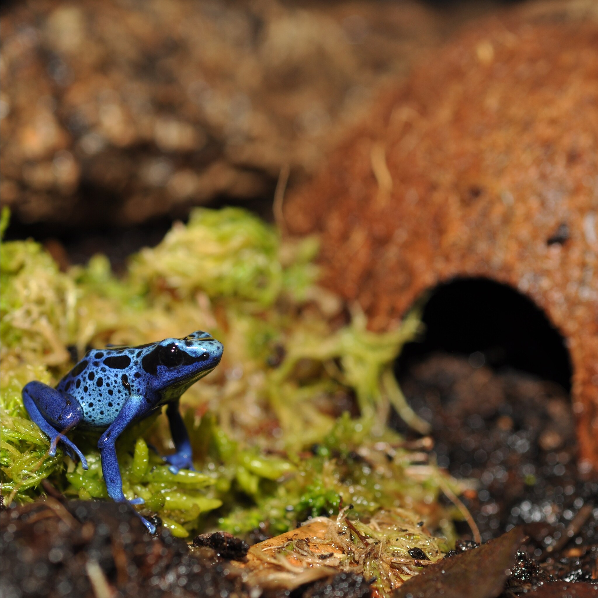 Habistat Terrarium Kokosnootgrot Schuiplaats