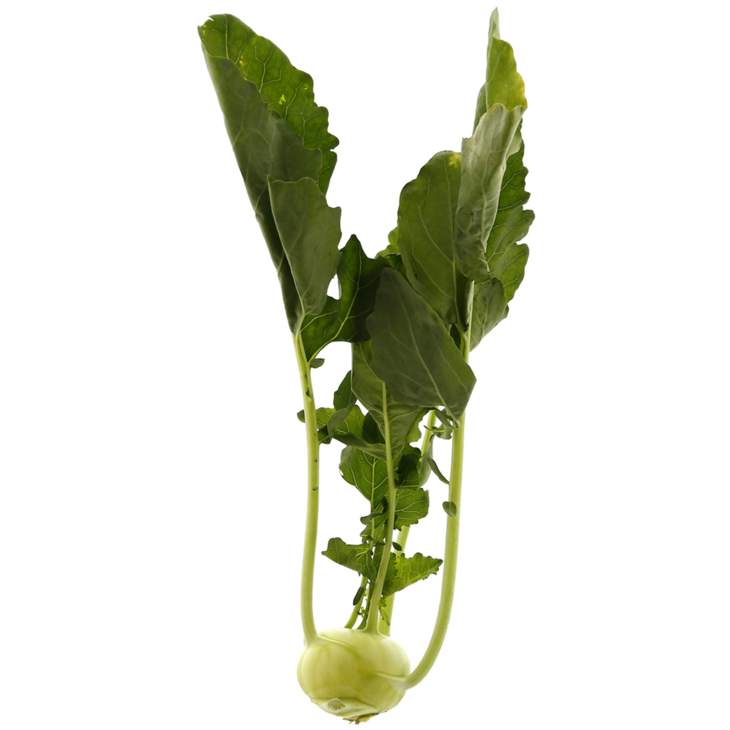 Kohlrabi 1 Stück -
