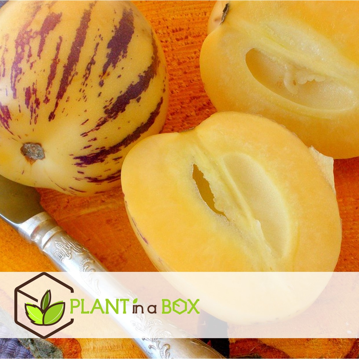 Solanum 'pepino gold' - poire melon - set de 3 - pot 9cm - hauteur 25-40cm