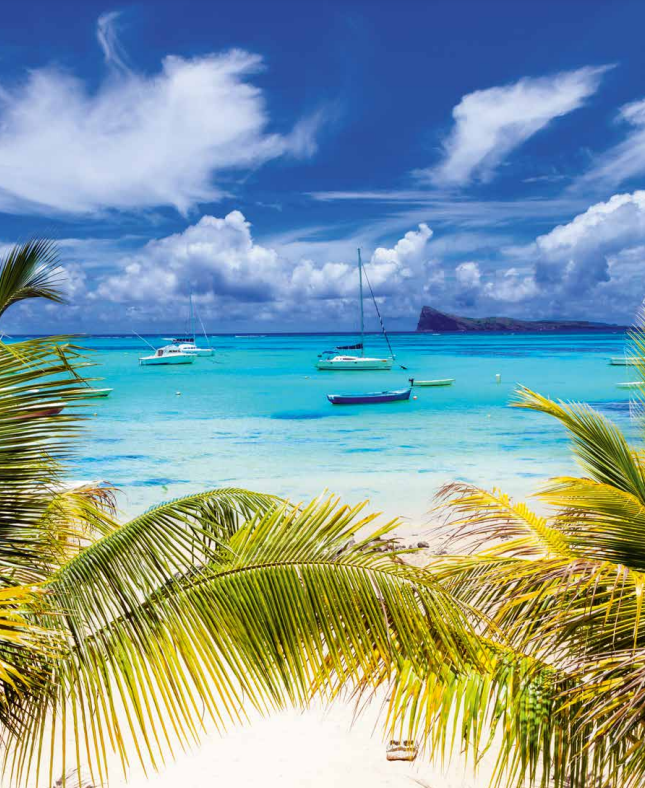 Palm Tree Destinations