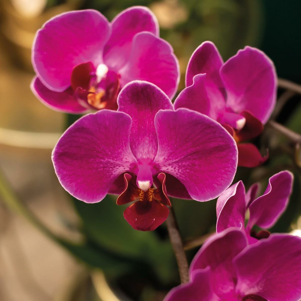 Plante d'intérieur - orchidée pourpre et son cache-pot couleur or - plante d'intérieur fleurie 35cm