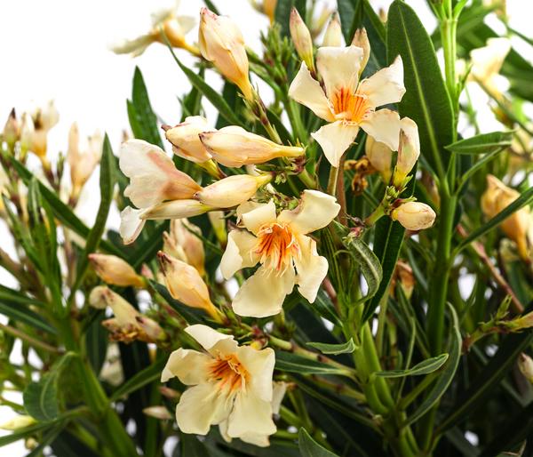Oleander, Busch