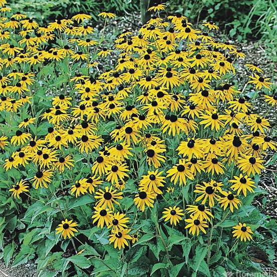 Rudbeckie : godet vert