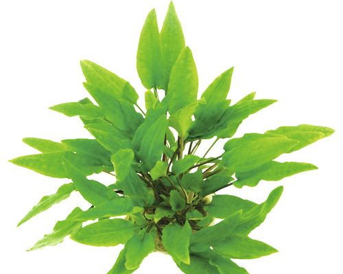 Aquarium waterplantenpakket XS 