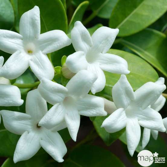 Jasminum polyanthum H120cm - pot D24cm